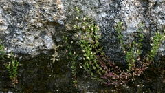 Arenaria leptoclados