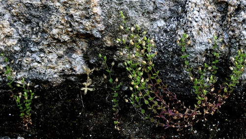 Arenaria leptoclados, photograph 1