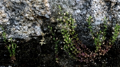 Arenaria leptoclados, photograph author not stated, no rights reserved