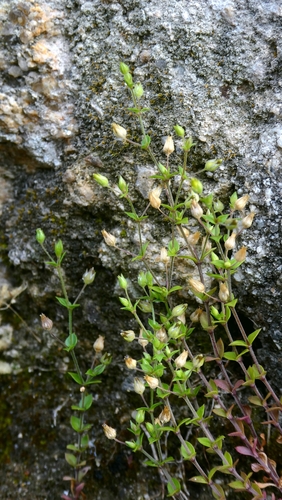 Arenaria leptoclados, photograph 2