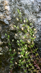 Arenaria leptoclados, photograph author not stated, no rights reserved