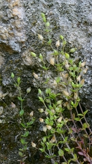 Arenaria leptoclados, photograph author not stated, no rights reserved