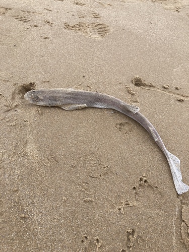Scyliorhinus canicula