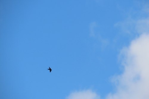 Barn Swallow