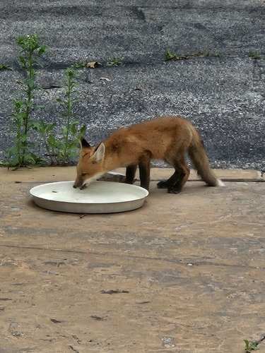 Red Fox photographed in Kansas
