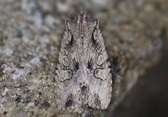 Lithophane disposita
