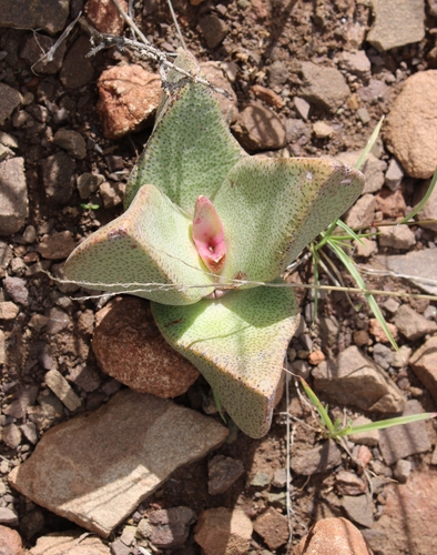 Pleiospilos compactus