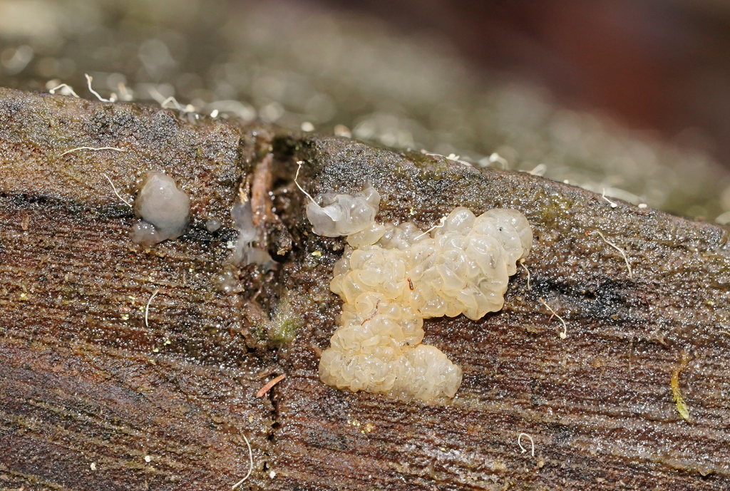 Protohydnum sucinum
