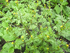 Tagetes foetidissima