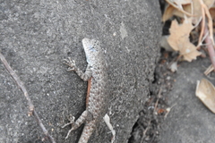 Sceloporus gadoviae