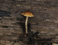 Lepiota boudieri