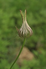 Pulsatilla dahurica