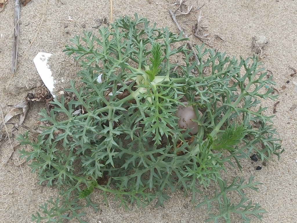 Spinose Pickling Herb