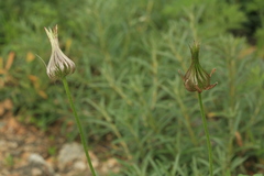 Pulsatilla dahurica