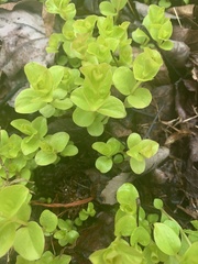 Lysimachia nummularia