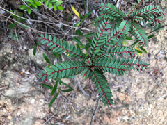 Phyllanthus leptoclados