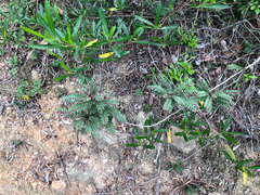 Phyllanthus leptoclados