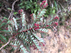 Phyllanthus leptoclados