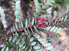 Phyllanthus leptoclados