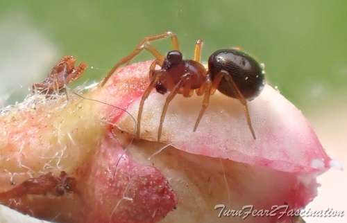 Hybocoptus corrugis