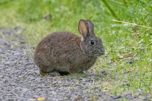 Brush Rabbit observed by jcsullivan