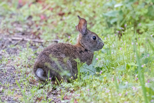 Brush Rabbit observed by jcsullivan