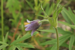 Pulsatilla dahurica