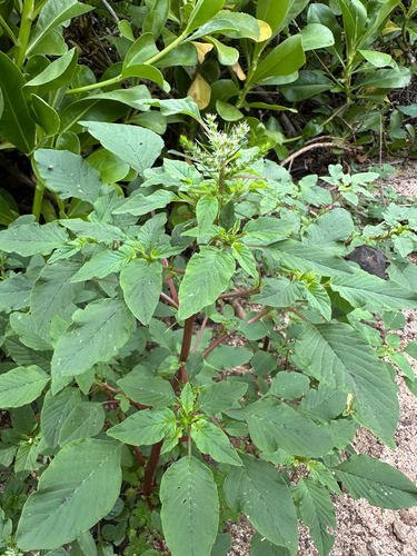 Amaranthus spinosus observed 2026-05-06