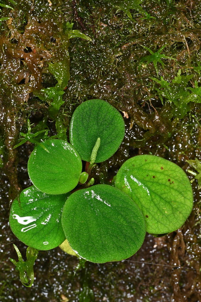 Peperomia bradei