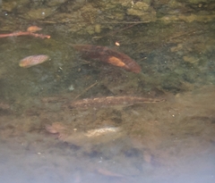 Gasterosteus aculeatus