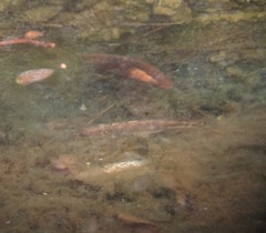 Gasterosteus aculeatus