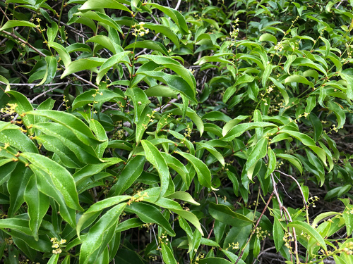 Celastrus hindsii (Celastrus hindsii)