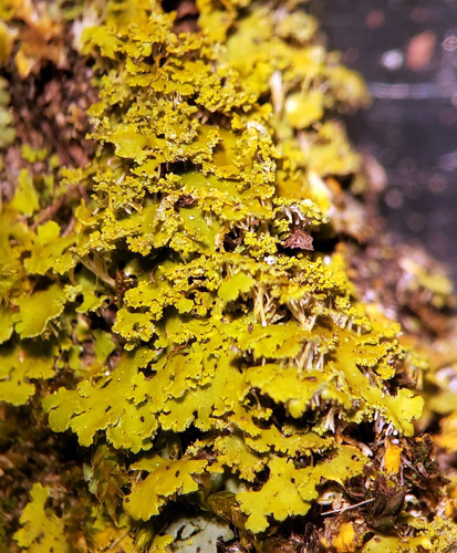 Powdery Sunburst Lichen