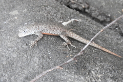 Sceloporus gadoviae