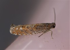 Pseudexentera mali