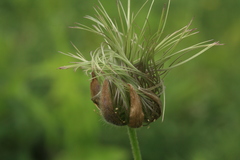 Pulsatilla dahurica