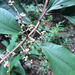 Miconia fasciculata - Photo (c) Ben P, some rights reserved (CC BY), uploaded by Ben P