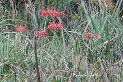Hippeastrum angustifolium