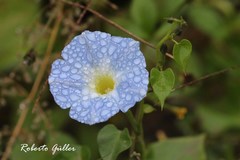 Ipomoea marginisepala