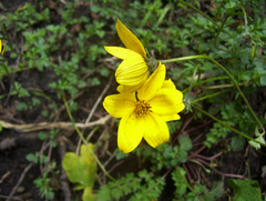 Bidens serrulata