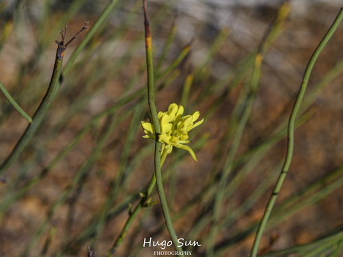 Glischrocaryon aureum, 2026-05-10