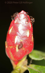 Costus cordatus