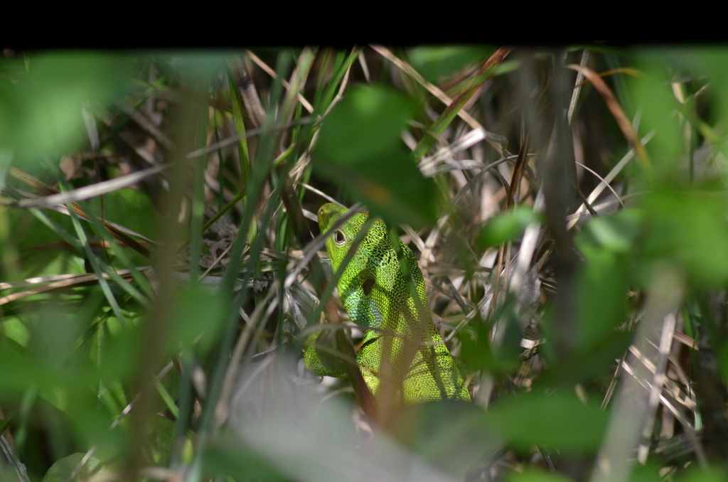 Medium Lizard