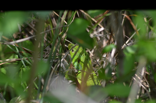 Medium Lizard