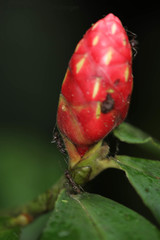 Costus cordatus