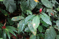 Costus cordatus