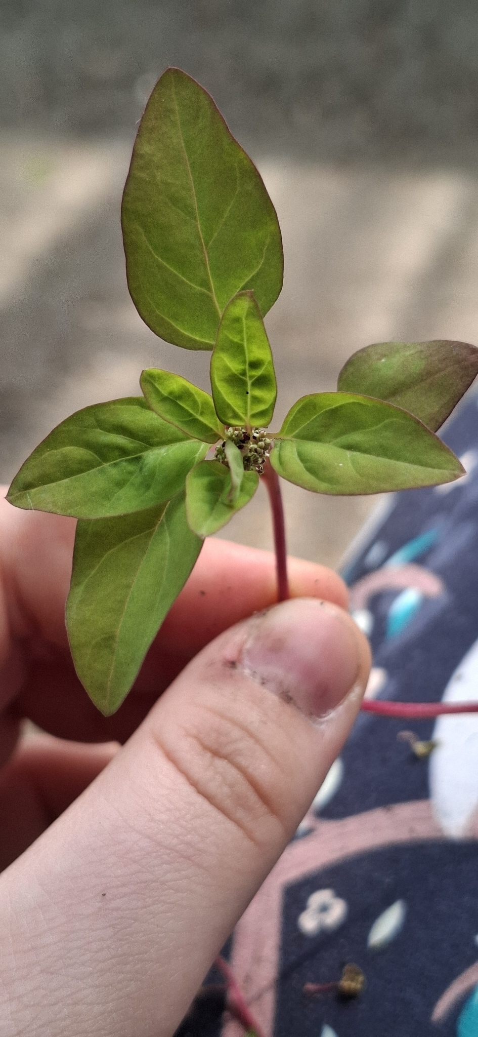 Imagem de Lipandra polysperma