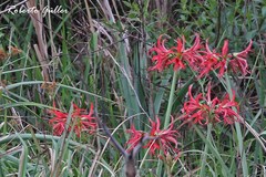 Hippeastrum angustifolium