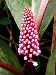Phytolacca japonica