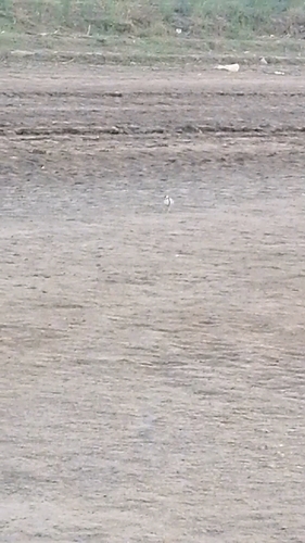 Egyptian Plover
